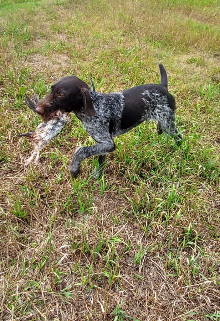 Jasper German Wirehair Hunting Dog Funks Kennels