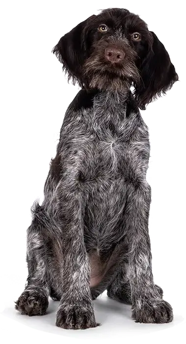 Funks Kennels German Wirehair Pointers